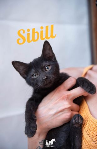 Sauron e Sibill fratellino di 3 mesi - Foto 4