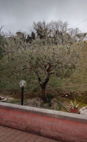 Pulizia e cura del verde - Foto 2