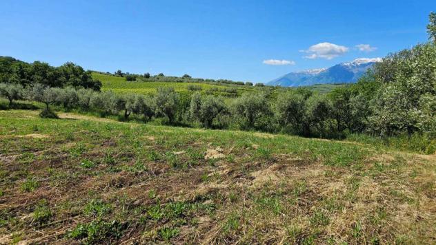 Uliveto in vendita a Castel Frentano - Foto 5