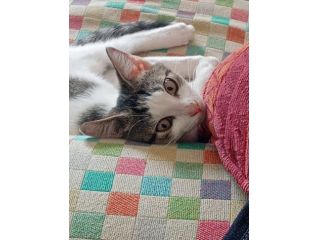 Natalino gattino