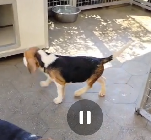 Regalo cuccioli di Beagle maschi - Foto 2