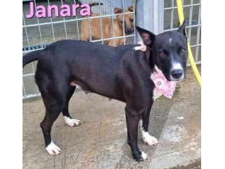 JANARA