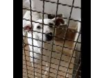 UBALDA TIMIDA PACATA MOLTO CALMA CAGNOLINA IN ADOZIONE