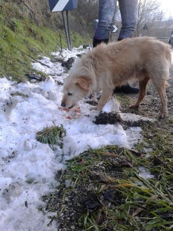 EMY, dolce cagnolina che vive per strada - Foto 4