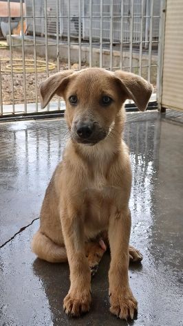 Paride dolce cucciolo in adozione - Foto 7