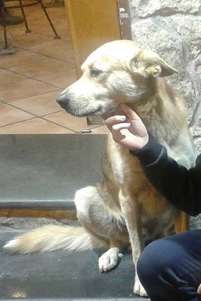 JACK E BIANCA, adozione speciale - Foto 4