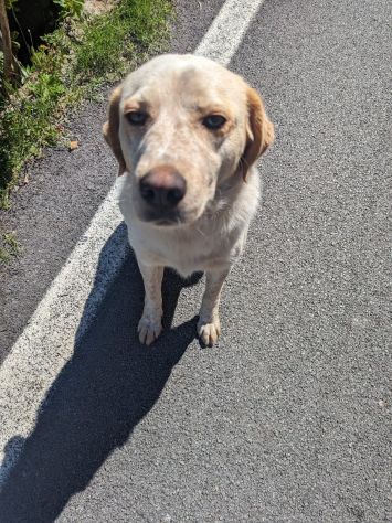 Scricciola dolcissima simil labrador che ama i gatti - Foto 4