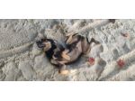 DOG SITTER PET SITTER ROMA