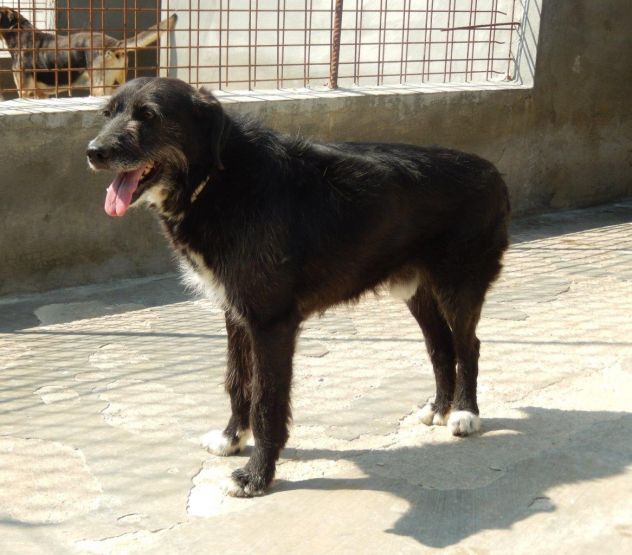PIPPO, dolcissimo cagnolone ben socializzato - Foto 7