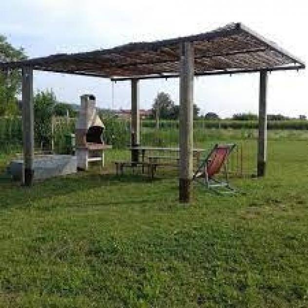 Terreno uliveto Roglio - Foto 7
