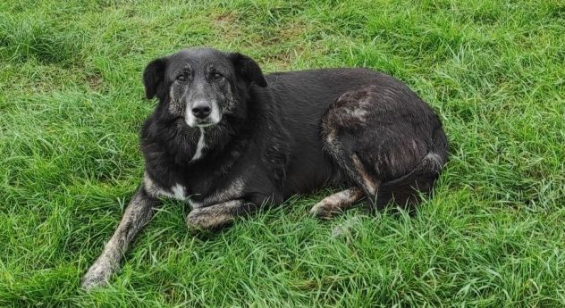 CAGNOLINA IN ADOZIONE: ALMA, materna ed amorevole - Foto 4