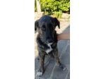 DANA E BERNA CUCCIOLE IN ADOZIONE