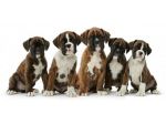 Cuccioli di razza Boxer con pedigree ENCI in Puglia