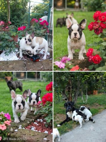VENDO BELLISSIMI BULLDOG FRANCESI - Foto 5