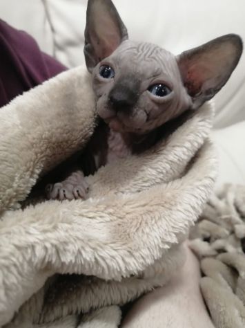 Cuccioli Sphynx cresciuti in casa cercano una famiglia amorevole - Foto 3
