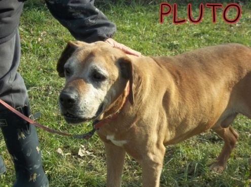 PLUTO, boxer in cerca di casa - Foto 2