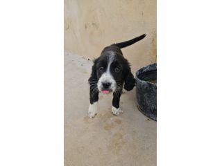 Martina: cucciola taglia contenuta