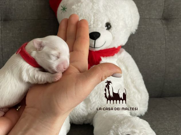 Cuccioli di Maltese con Pedigree ENCI – La Casa dei Maltesi (Cuneo) - Foto 4