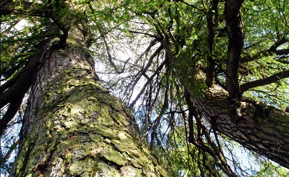Terreni bosco