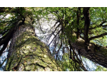 Terreni bosco