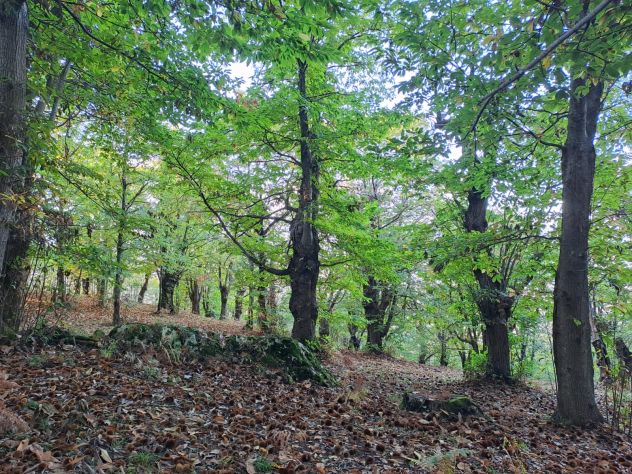GIFFONI VALLE PIANA Ornito direzione M. Pugliano 3,6 ettari di terreno - Foto 2