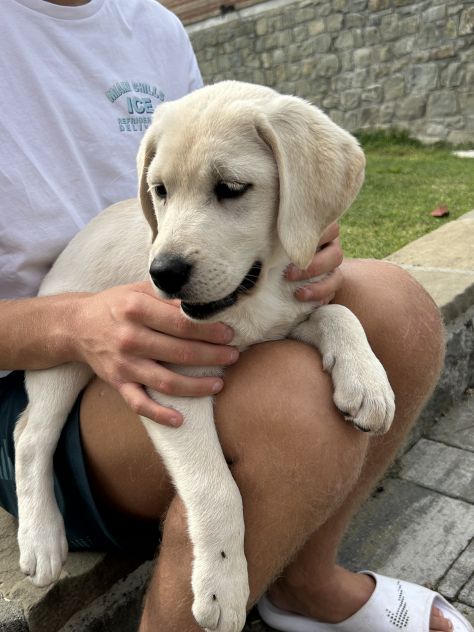 Cani - Foto 6