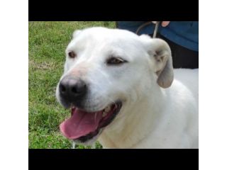 NEVE; SPLENDIDA CAGNOLONA, DIMENTICATA IN CANILE,  IN ADOZIONE