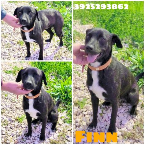 FINN cagnolino in adozione tg. medio piccola cerca una famiglia apri il suo box - Foto 9