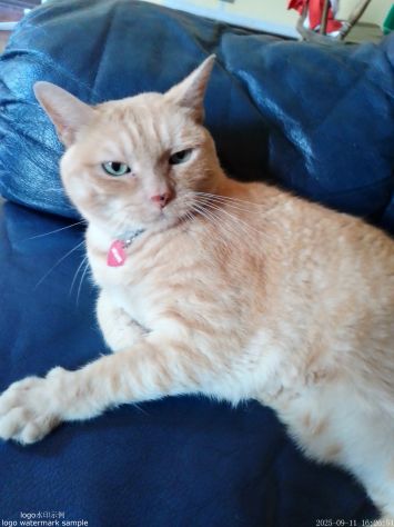 Cat Sitter a domicilio e Coccole e cura professionale