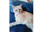 Cat Sitter a domicilio e  Coccole e cura professionale