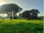Terreno Agricolo - Rif. 2445