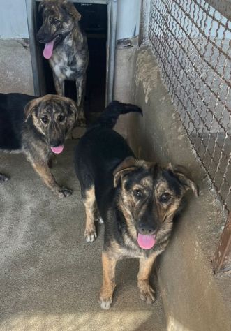 UGO, gioioso e dolcissimo, cucciolo in adozione - Foto 9