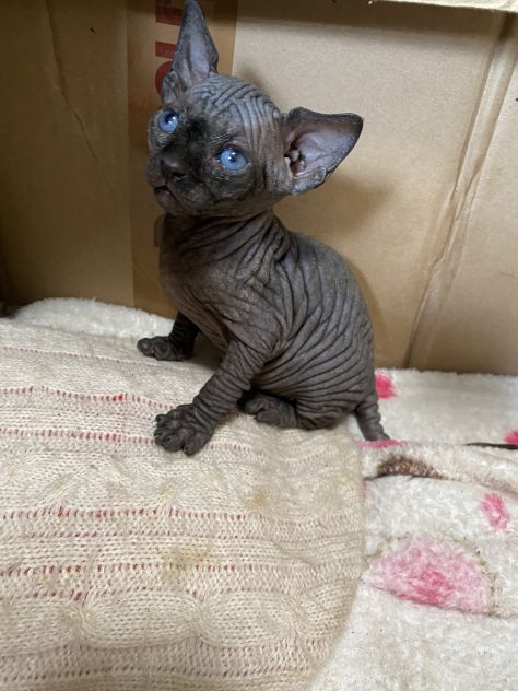 Gatti sphynx - Foto 5