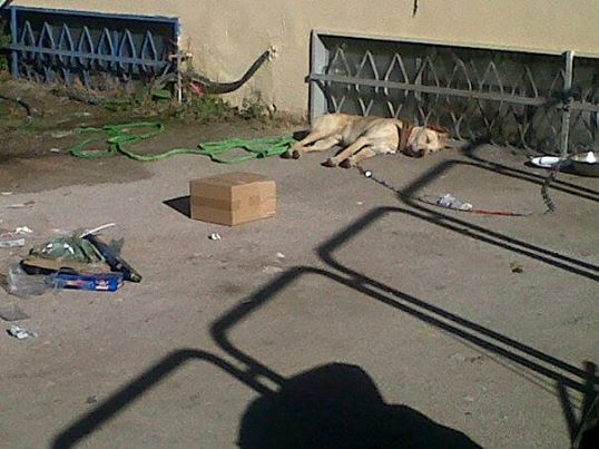 ARGO, socievole cagnolino - Foto 3
