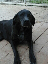 RUMBA, labrador in cerca di casa - Foto 5