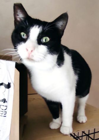 Zorro & Francesco, adozione di coppia - Foto 4