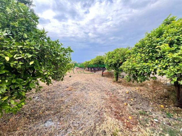 Rif:2724 Terreno agricolo di 18.000 mq con uliveto e agrumeto in vendita a Comiso - Foto 2