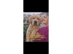 🐾 LABRADOR MIELE ALTA GENEALOGIA - FIGLI DI CAMPIONE ENCI 🐾 &hellip;
