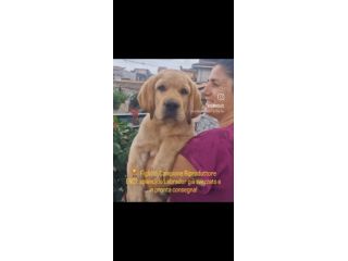 🐾 LABRADOR MIELE ALTA GENEALOGIA - FIGLI DI CAMPIONE ENCI 🐾