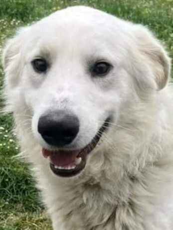 GERICO SPLENDIDO PMA CANE IN ADOZIONE