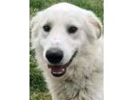 GERICO SPLENDIDO PMA CANE IN ADOZIONE