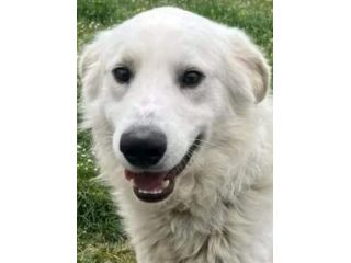 GERICO SPLENDIDO PMA CANE IN ADOZIONE
