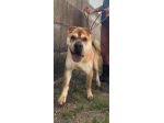 ROCCO SPLENDIDO SHAR PEI CANE IN ADOZIONE