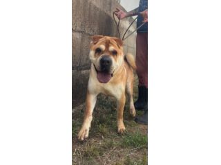 ROCCO SPLENDIDO SHAR PEI CANE IN ADOZIONE