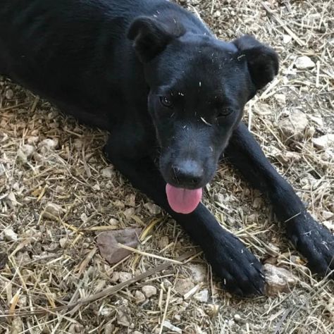 Nerino 2anni e 1/2 medio piccolo qualcuno lo vorrà? FROSINONE - Foto 3