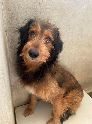 TONIO CAGNOLINO IN ADOZIONE