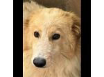 UN'OCCASIONE PER ARMANDINO: cane in adozione nato nel dicembre 2023