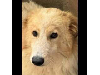 UN'OCCASIONE PER ARMANDINO: cane in adozione nato nel dicembre 2023