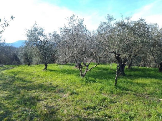 Terreno agricolo a Montecalvoli ( PI )