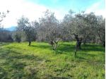 Terreno agricolo a Montecalvoli ( PI )